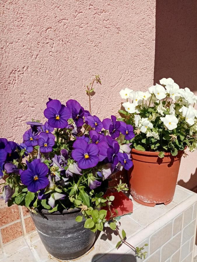 Milica Apartmani Vrdnik Zewnętrze zdjęcie