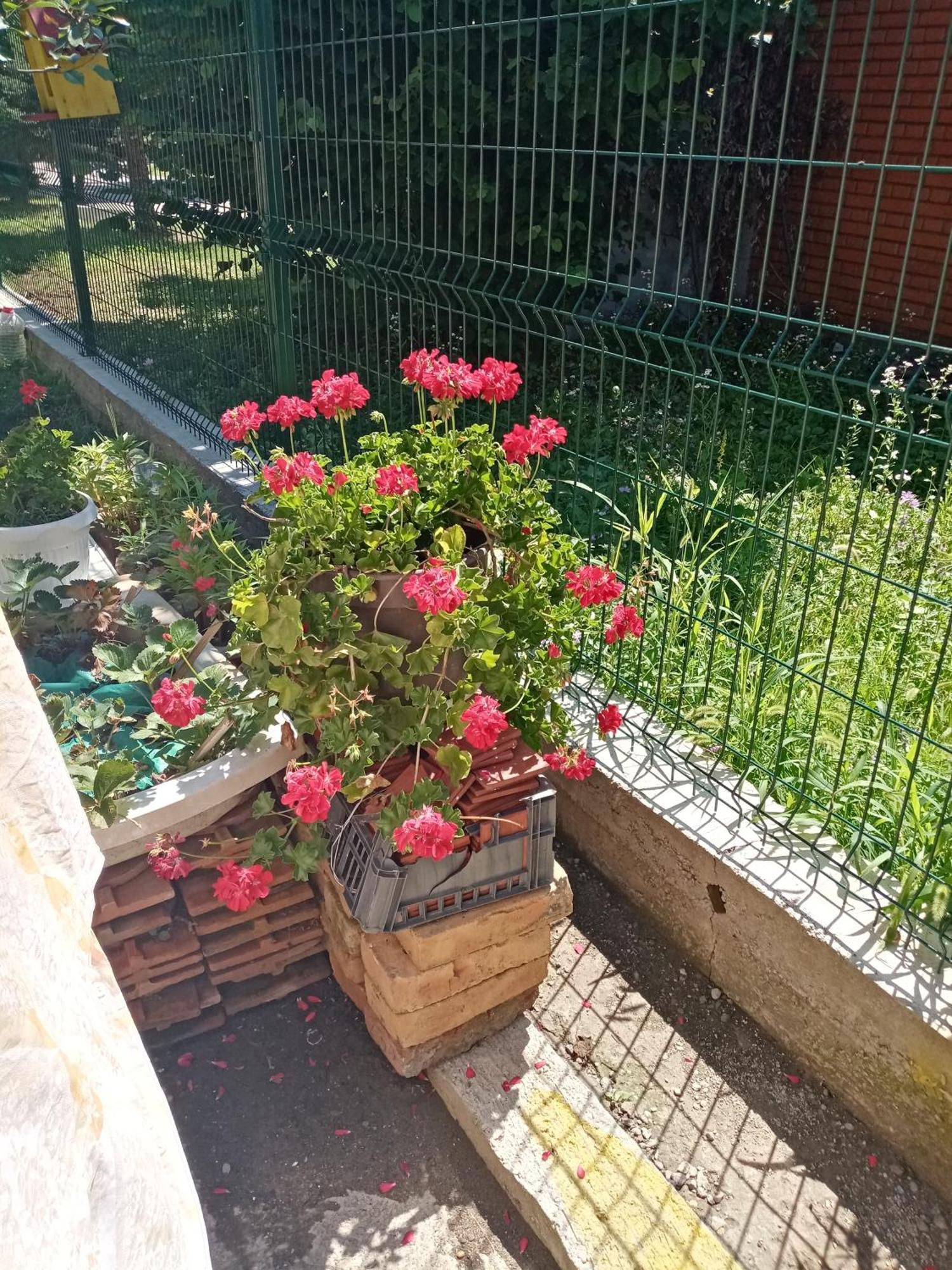Milica Apartmani Vrdnik Zewnętrze zdjęcie