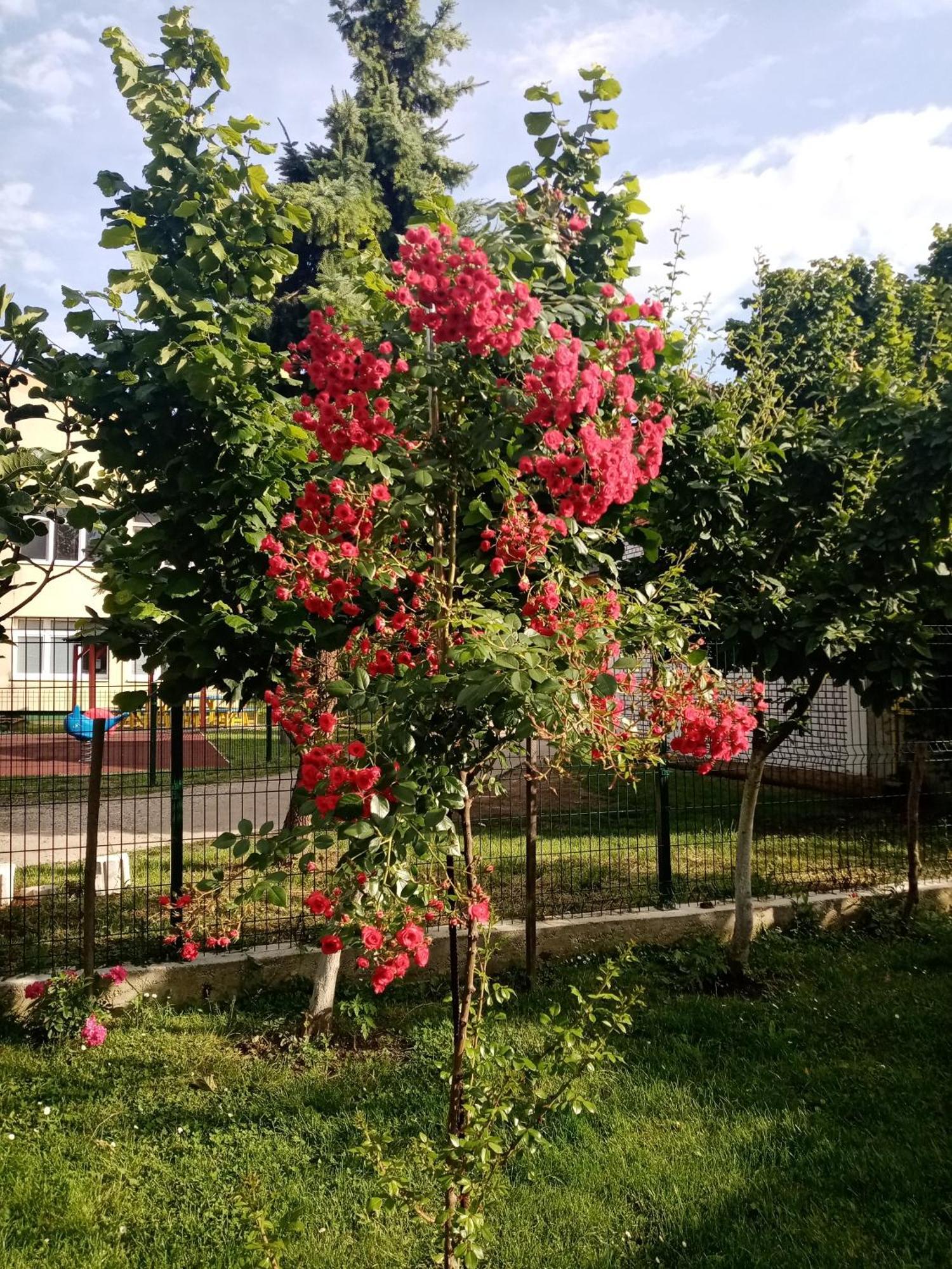 Milica Apartmani Vrdnik Zewnętrze zdjęcie