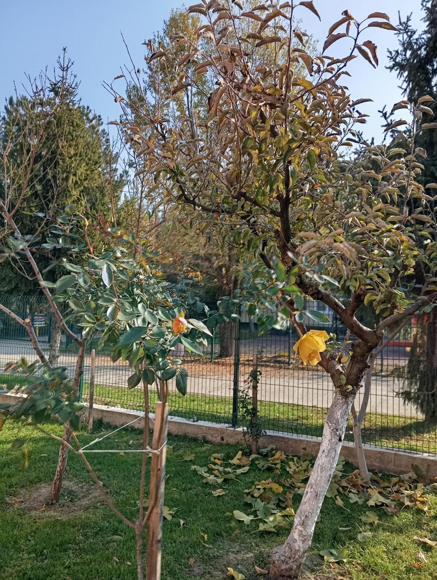 Milica Apartmani Vrdnik Zewnętrze zdjęcie