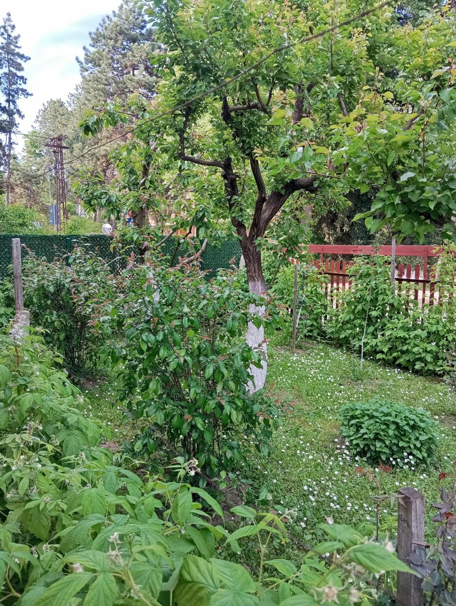 Milica Apartmani Vrdnik Zewnętrze zdjęcie